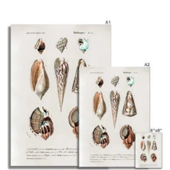 Vintage Molluscs Print 23 | Sea Life Wall Decor - Unframed 5 Vintage Molluscs Print 23 | Sea Life Wall Decor - Unframed -Beach House Art Vintage Molluscs Plate 23 Botanical Wall Print Fine Art Print Fine art Beach House Art 1676305788 2cc5d652 0e4a 4de8 82dd 612ad0b4776b