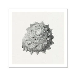 Vintage Star Shell Print | Shell Wall Art - Unframed