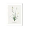 Yellow Bulbine | Vintage Flower Print | Botanical Art - Unframed -Beach House Art Yellow Bulbine Vintage Flower Print Fine Art Print Fine art Beach House Art 1677407371