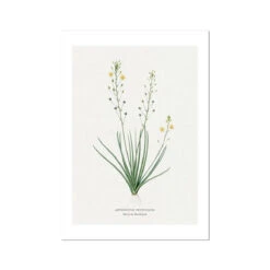 Yellow Bulbine | Vintage Flower Print | Botanical Art - Unframed