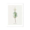 Yucca Vintage Flower Print | Vintage Botanical Art - Unframed -Beach House Art Yucca Vintage Flower Print Fine Art Print Fine art Beach House Art 1677412804 98487e8e 4424 4aab a2ab 5f8a1a533b2b