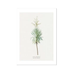 Yucca Vintage Flower Print | Vintage Botanical Art - Unframed