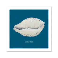 Hand-painted Cowrie Shell Art Print | Marine Blue Background - Unframed