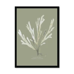 Olive Green Seaweed Art Print | Botanical Wall Decor | Papery Fan Weed - Framed 6 Olive Green Seaweed Art Print | Botanical Wall Decor | Papery Fan Weed - Framed -Beach House Art abbb7ada 0df1 40c8 af06 c956a8be707d