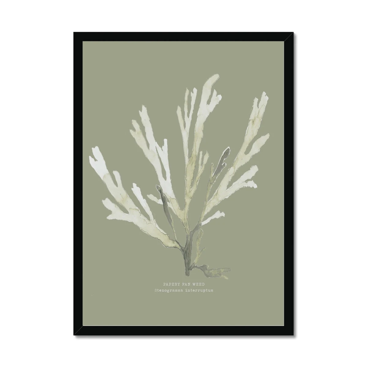 Olive Green Seaweed Art Print | Botanical Wall Decor | Papery Fan Weed - Framed Olive Green Seaweed Art Print | Botanical Wall Decor | Papery Fan Weed - Framed -Beach House Art abbb7ada 0df1 40c8 af06 c956a8be707d