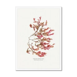 Siphoned Feather Weed No 1 Seaweed Print |Pressed Seaweed Art - Framed 5 Siphoned Feather Weed No 1 Seaweed Print |Pressed Seaweed Art - Framed -Beach House Art b3f63101 8a05 489e a982 8c308bc6081e