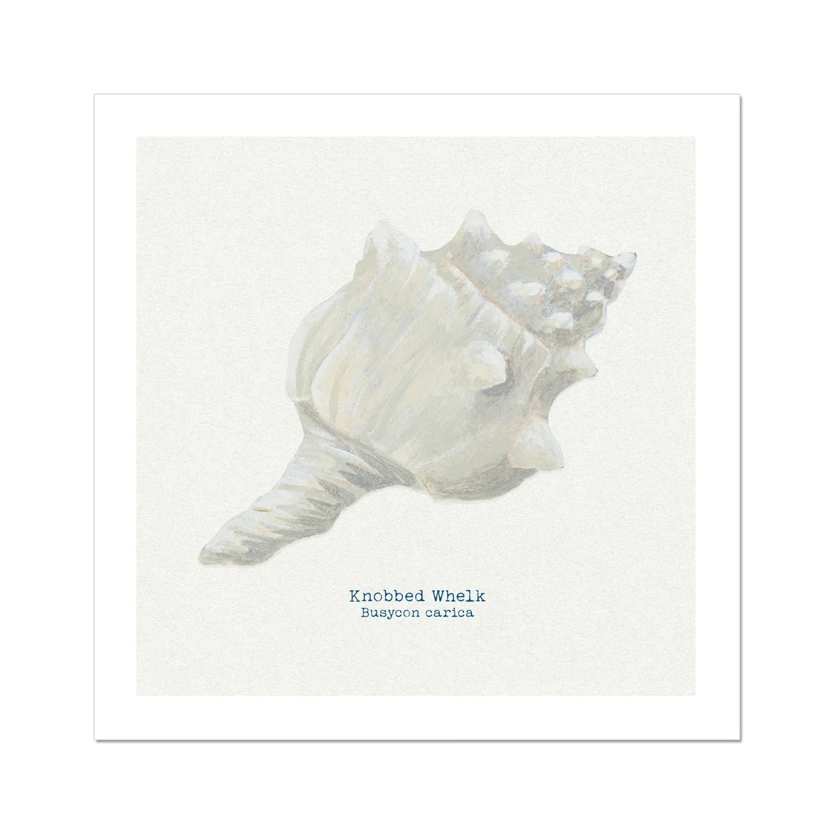 Hand-painted Whelk Shell Art Print | Natural Background - Unframed Hand-painted Whelk Shell Art Print | Natural Background - Unframed -Beach House Art b9c47f21 1085 4d00 b220 46dc6793e7b4