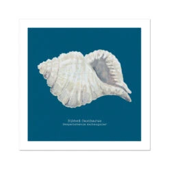 Hand-painted Ribbed Shell Art Print | Marine Blue Background - Unframed
