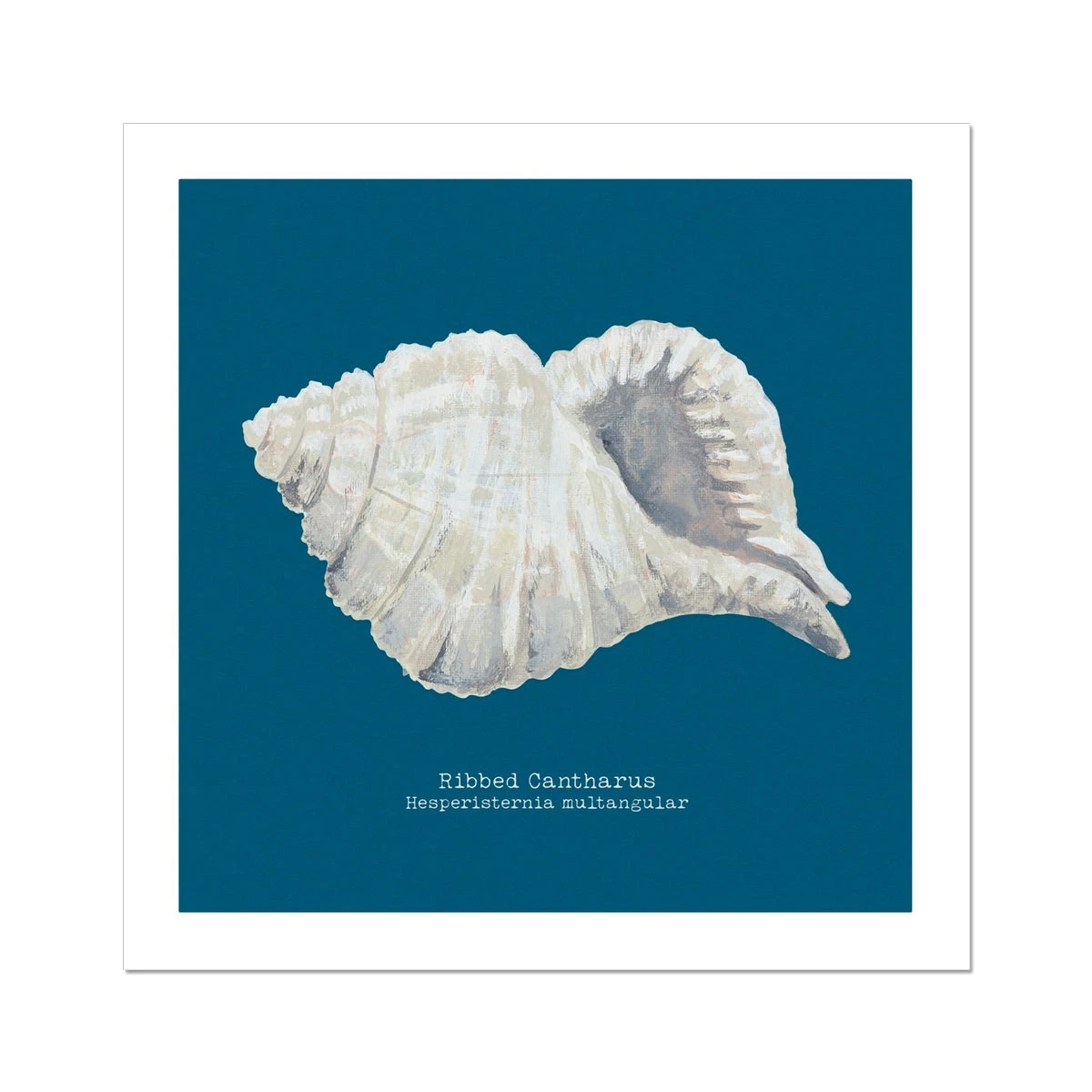 Hand-painted Ribbed Shell Art Print | Marine Blue Background - Unframed Hand-painted Ribbed Shell Art Print | Marine Blue Background - Unframed -Beach House Art c8710145 d99b 49cd 9792 3fa6299f983a
