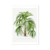 Macaw Palm Tree Print | Vintage Botanical Art Print - Unframed
