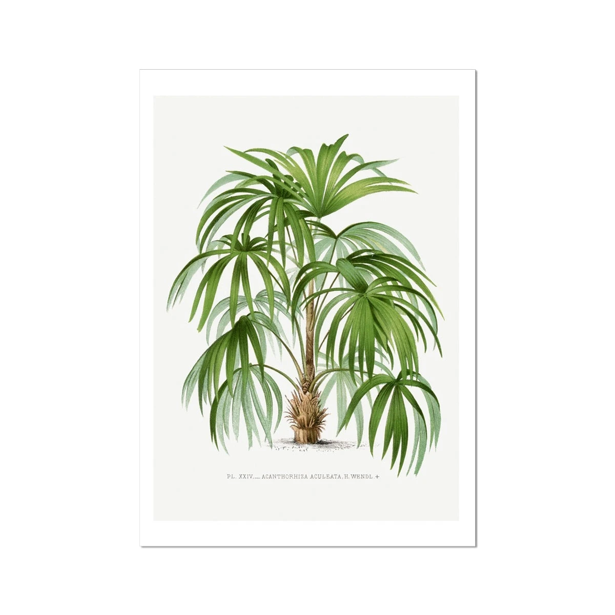 Macaw Palm Tree Print | Vintage Botanical Art Print - Unframed Macaw Palm Tree Print | Vintage Botanical Art Print - Unframed -Beach House Art c9dce752 d268 4f02 8667 9357355ceebd c7b8c44a 8238 41b1 abf0 b3368ba46862