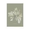 Olive Green Seaweed Art Print | Botanical Wall Decor | Sea Oak - Unframed -Beach House Art ca91c96b c7b0 423a 88cc 33737678aaaf
