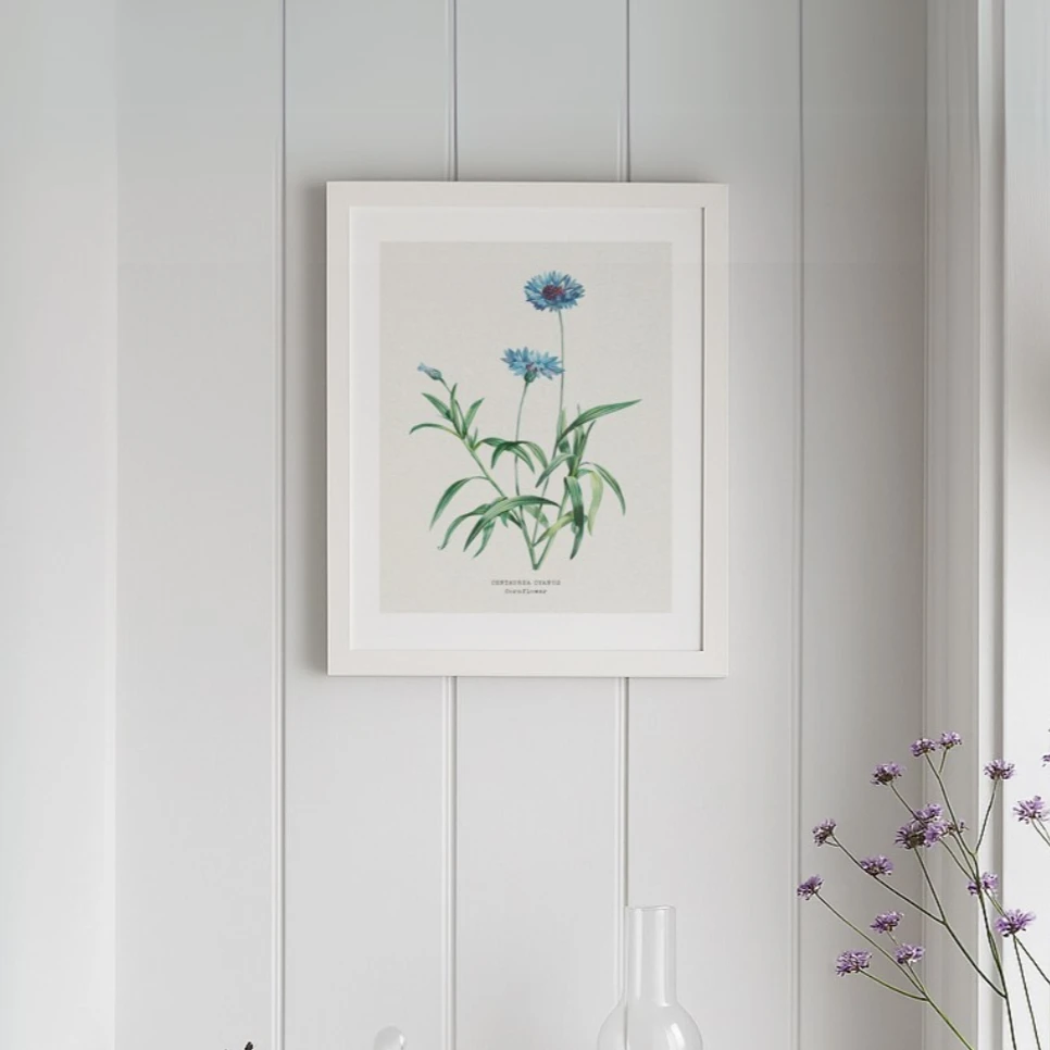 Cornflower Painting | Vintage Flower Print | Botanical Art - Unframed Cornflower Painting | Vintage Flower Print | Botanical Art - Unframed -Beach House Art cornflower Sq 79b17a96 b8ea 4668 b8ce d44859cce9c4