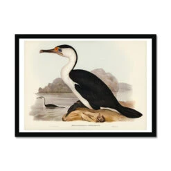 Cormorant Painting | Vintage Bird Art Print - Framed 6 Cormorant Painting | Vintage Bird Art Print - Framed -Beach House Art d893201c f1c9 424a bfb6 fe962b035eb1