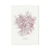 Siphon Weed No 1 Seaweed Print |Pressed Seaweed Art - Unframed 1 Siphon Weed No 1 Seaweed Print |Pressed Seaweed Art - Unframed -Beach House Art df980d9b a982 43ba 9d85 a1263b646098