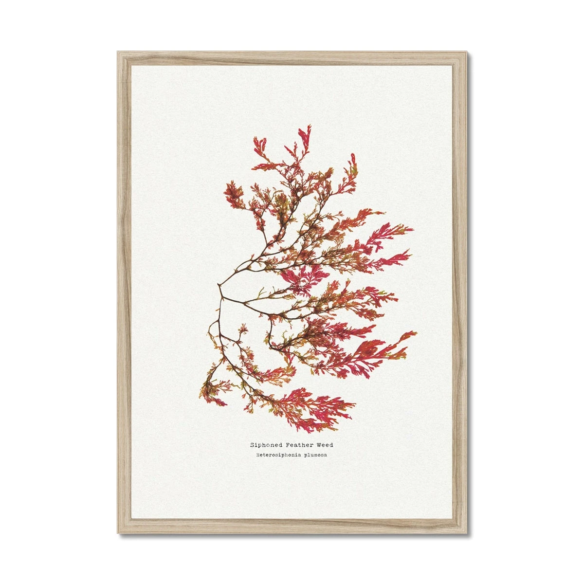 Siphoned Feather Weed No 1 Seaweed Print |Pressed Seaweed Art - Framed Siphoned Feather Weed No 1 Seaweed Print |Pressed Seaweed Art - Framed -Beach House Art f2bb93db a702 48d3 8109 f6abd008da0b