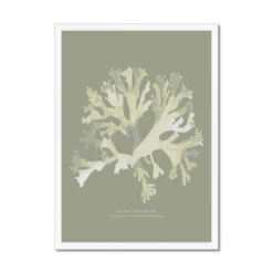 Olive Green Seaweed Art Print | Botanical Wall Decor | Stalked Leaf Bearer - Framed 7 Olive Green Seaweed Art Print | Botanical Wall Decor | Stalked Leaf Bearer - Framed -Beach House Art f2f8f8a5 69f8 4e62 b604 027132c43ddc