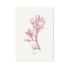 Red Algae No 1 Seaweed Print |Pressed Seaweed Art - Unframed 2 Red Algae No 1 Seaweed Print |Pressed Seaweed Art - Unframed -Beach House Art f52b0bf3 55eb 4062 998b 85e8d3c89cb8