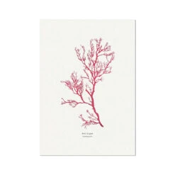 Red Algae No 1 Seaweed Print |Pressed Seaweed Art - Unframed
