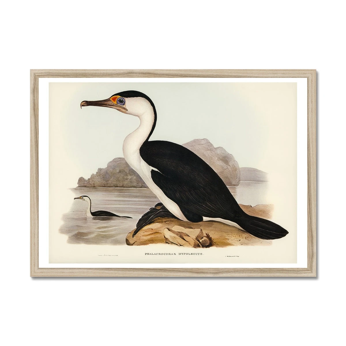 Cormorant Painting | Vintage Bird Art Print - Framed Cormorant Painting | Vintage Bird Art Print - Framed -Beach House Art f551831d 289a 4058 93f1 c69bb18677fa