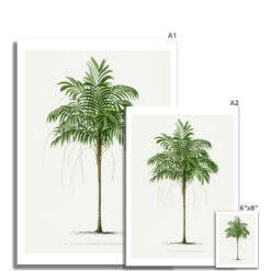 Areca Palm Tree Print | Vintage Palm Tree Art Print - Unframed -Beach House Art f93ed448 148a 4791 aae6 4ac7edeb656d