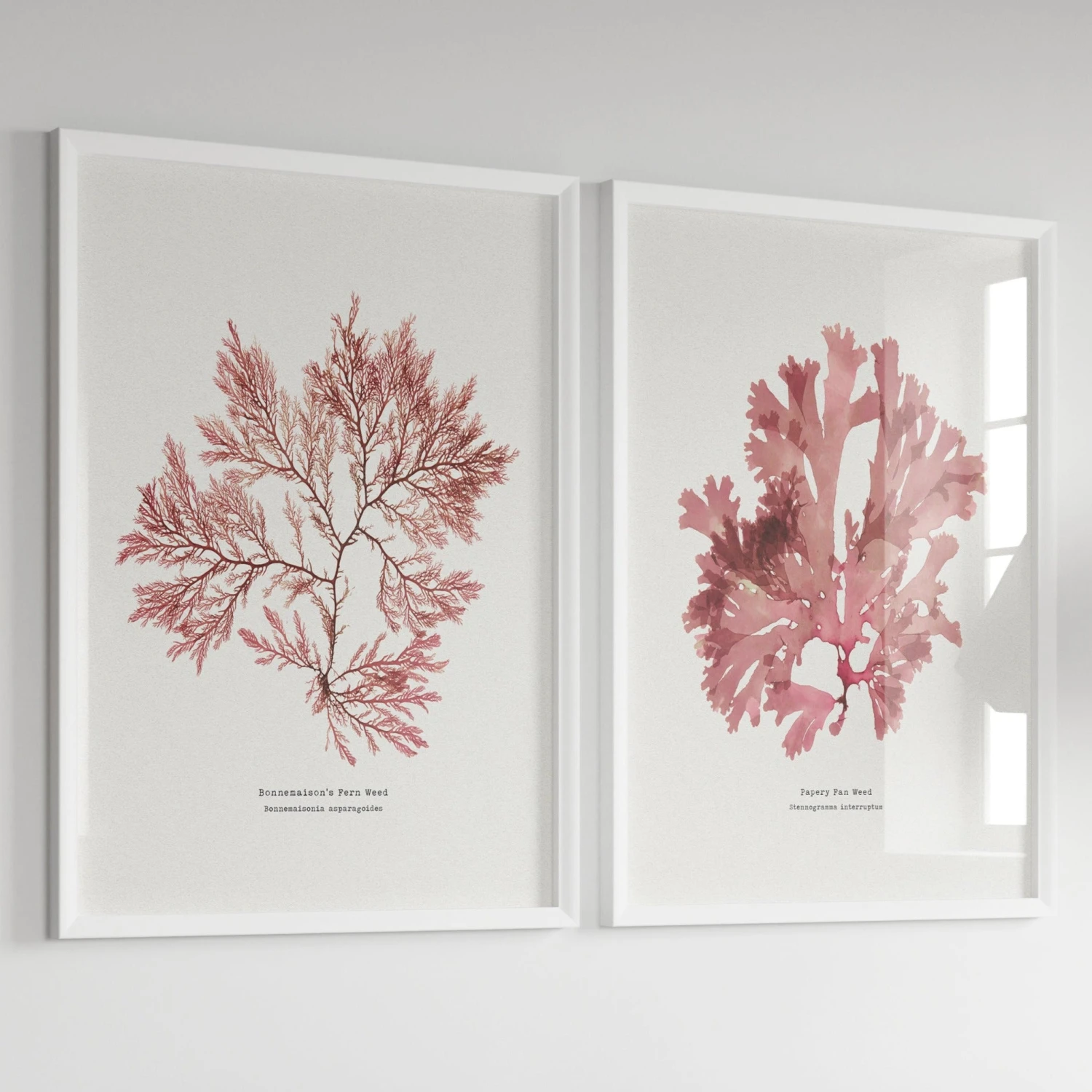 Seaweed Print | Pressed Seaweed Art (Fern Weed No2) - Unframed Seaweed Print | Pressed Seaweed Art (Fern Weed No2) - Unframed -Beach House Art redseaweedx2 25b06573 29c4 4b25 9d30 b655d83041aa