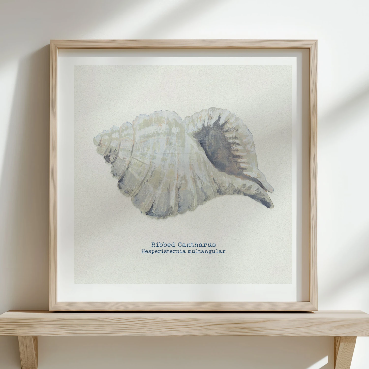 Hand-painted Ribbed Shell Art Print | Natural Background - Unframed Hand-painted Ribbed Shell Art Print | Natural Background - Unframed -Beach House Art ribbed 04f7af23 8bb1 40c4 96e1 f297f55a0e5f