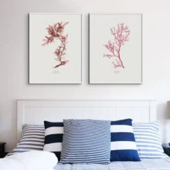 Red Algae No 1 Seaweed Print |Pressed Seaweed Art - Unframed 4 Red Algae No 1 Seaweed Print |Pressed Seaweed Art - Unframed -Beach House Art seaoakx2