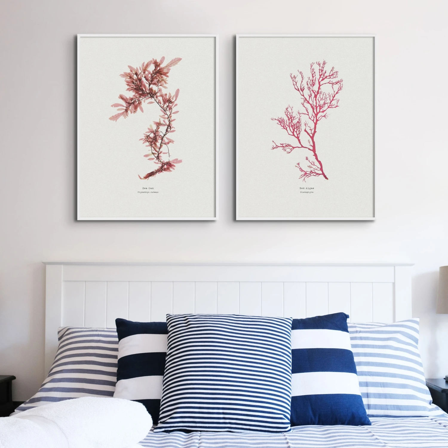 Red Algae No 1 Seaweed Print |Pressed Seaweed Art - Unframed Red Algae No 1 Seaweed Print |Pressed Seaweed Art - Unframed -Beach House Art