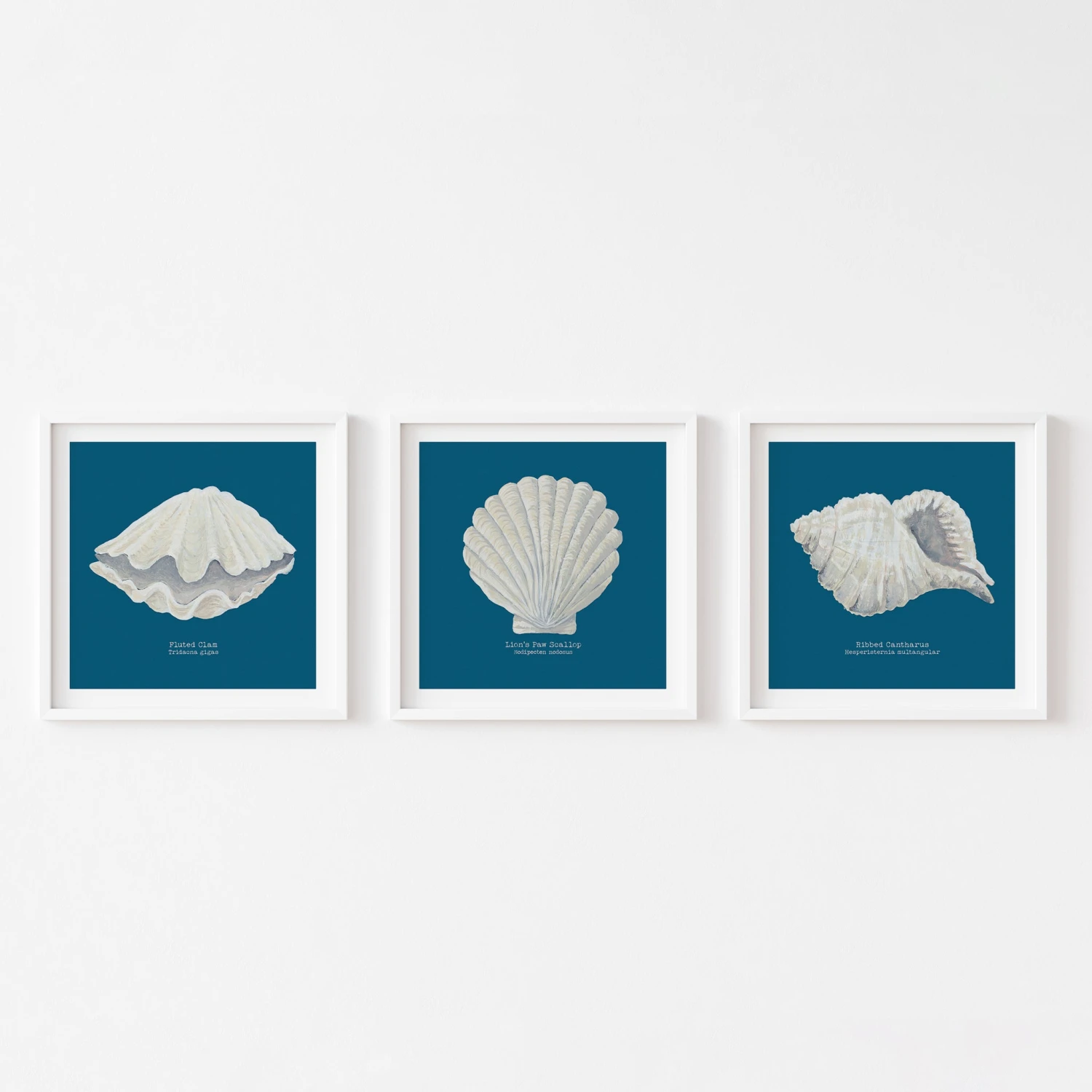 Hand-painted Ribbed Shell Art Print | Marine Blue Background - Unframed Hand-painted Ribbed Shell Art Print | Marine Blue Background - Unframed -Beach House Art set 3 clam scallop ribbed