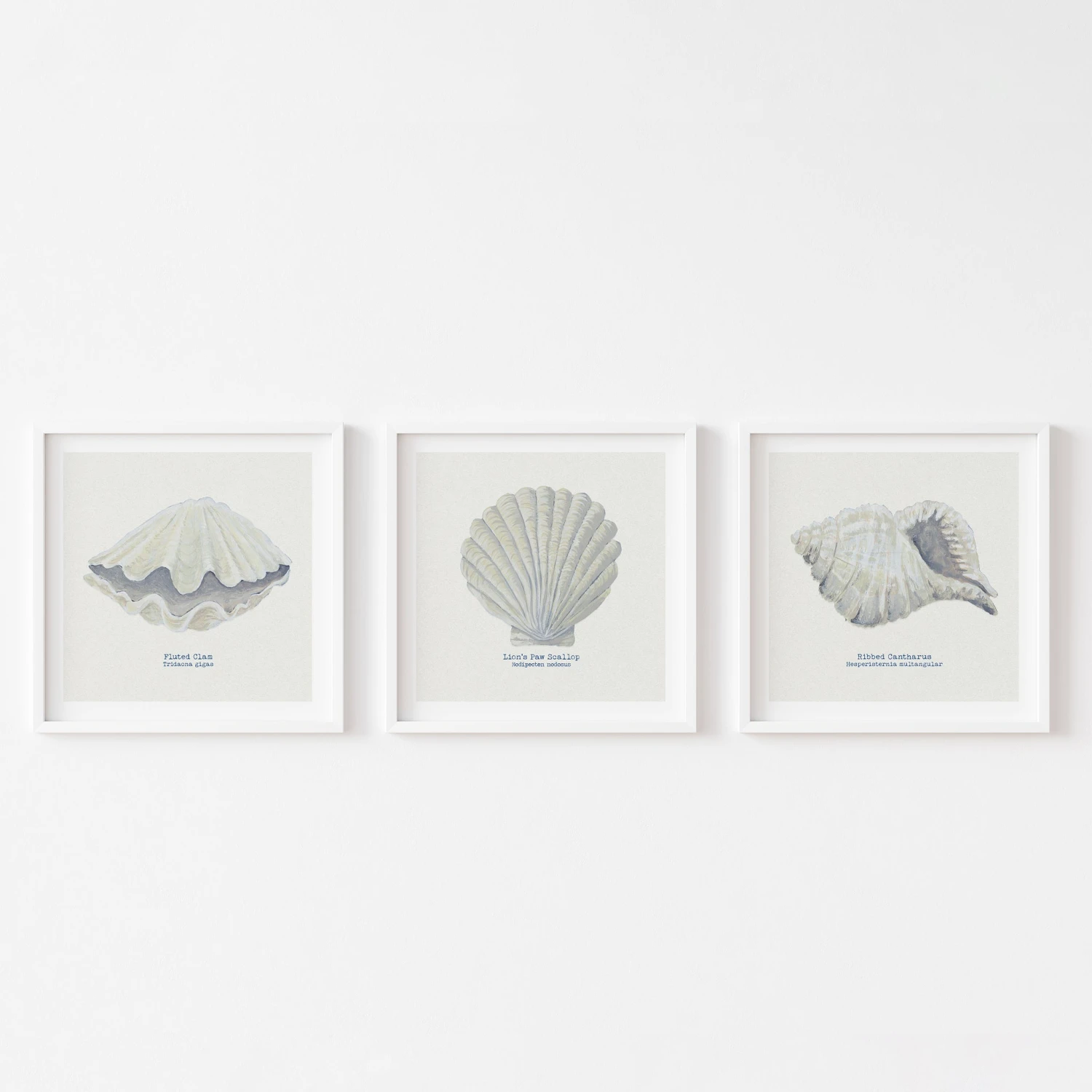 Hand-painted Ribbed Shell Art Print | Natural Background - Unframed Hand-painted Ribbed Shell Art Print | Natural Background - Unframed -Beach House Art set 3 clam scallop ribbed 6062c419 3106 461e aa70 27299af1f548 1