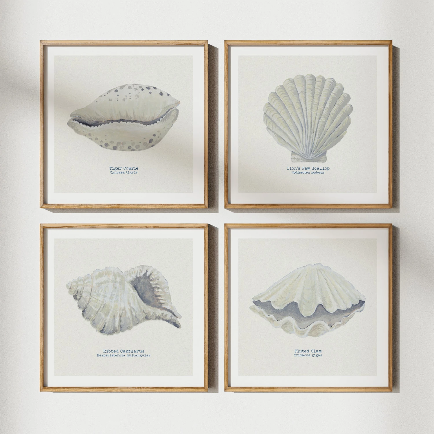 Hand-painted Ribbed Shell Art Print | Natural Background - Unframed Hand-painted Ribbed Shell Art Print | Natural Background - Unframed -Beach House Art set of 4 natural 1